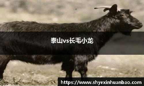 泰山vs长毛小龙